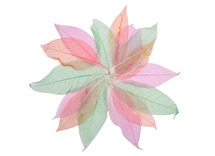Decoratiemateriaal - natuurlijke materialen - gekleurde transparante blaadjes - 20 st