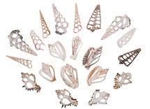 Schelpen - doorsneden - decoratie - set van 20