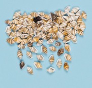 Natuurlijke materialen - mini schelpjes 200st