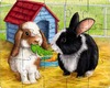 Puzzel - 12,15,18 - Huisdieren
