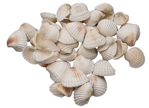 Schelpen - arkschelpen - melkwit - 500 g - per set