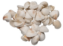 Decoratiemateriaal - natuurlijke materialen - witte schelpjes - per 500 gr