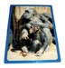 Dieren en hun jong