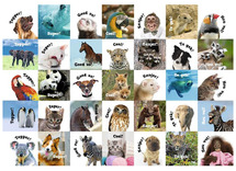 Beloningsstickers - De Stulp - met teks - motivatiedieren
