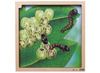 Puzzel - groeipuzzel - Rolf Connect - levenscyclus van de vlinder - 4 lagen - 86 stukjes - met app - augmented reality - hout - per stuk