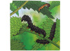 Puzzel - groeipuzzel - Rolf Connect - levenscyclus van de vlinder - 4 lagen - 86 stukjes - met app - augmented reality - hout - per stuk
