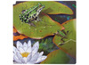 Puzzel - Interactief - Levensloop - De Kikker