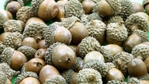Eikels - decoratie - 150 g - per set