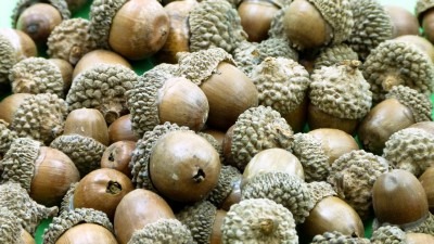 Eikels - Decoratie - 150 G - Per Set
