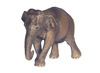 Dieren-wild-groot