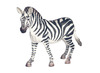 Dieren-wild-groot