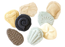 Stempels - kleistempels - Yellow Door Let's Investigate Fossils - fossielen - boetseren - zand en water - steenmix - 8 x 9 cm - set van 8