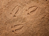 Stempels - kleistempels - Yellow Door Let's Investigate Woodland Footprints - wouddieren - boetseren - per set