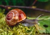 Taal - Taalkaarten - Fotobox - Dieren