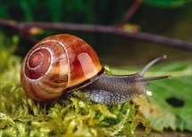 Herkenningsfotos - Dieren