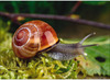 Taal - Taalkaarten - Fotobox - Dieren