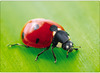 Taal - Taalkaarten - Fotobox - Dieren